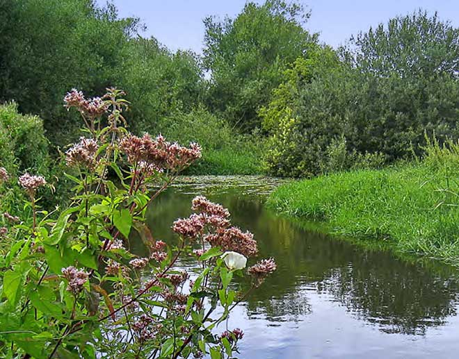 walk and swim River Colne near Rickmansworth